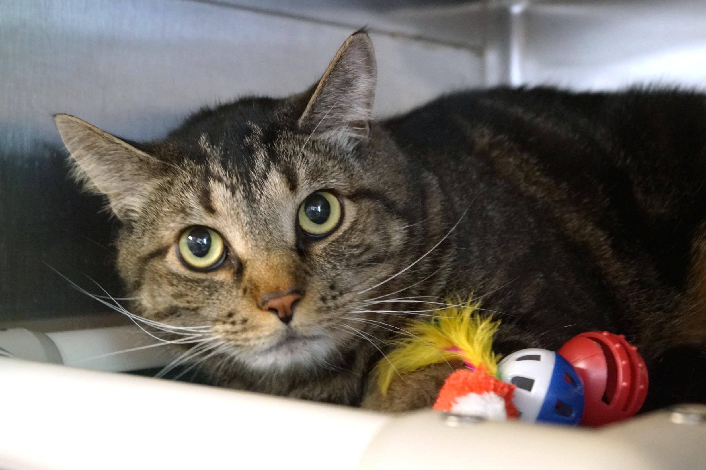 Enlarge Clyde, an adopted Tabby in New Milford, CT image 5/5