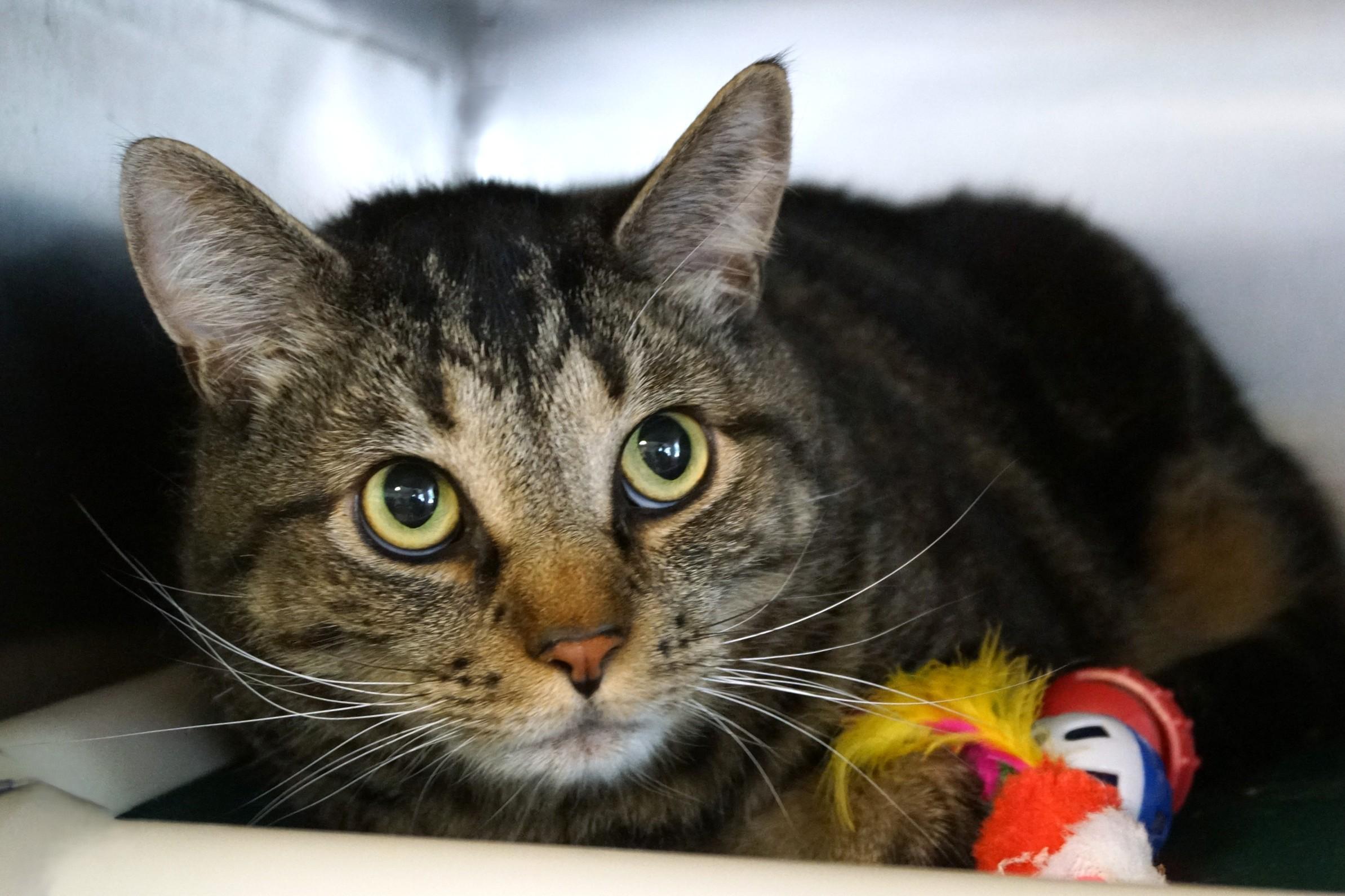 Enlarge Clyde, an adopted Tabby in New Milford, CT image 4/5