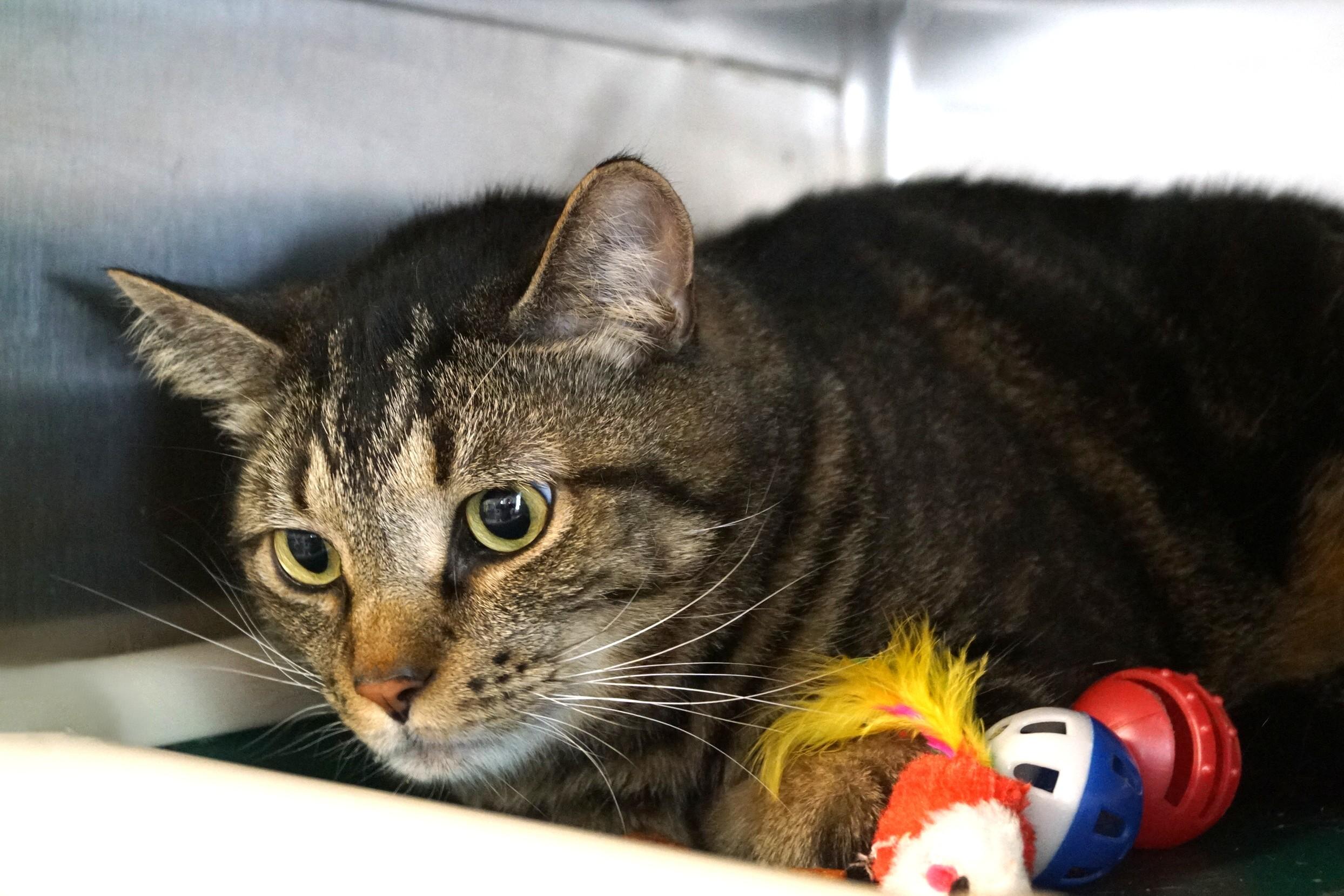 Enlarge Clyde, an adopted Tabby in New Milford, CT image 2/5