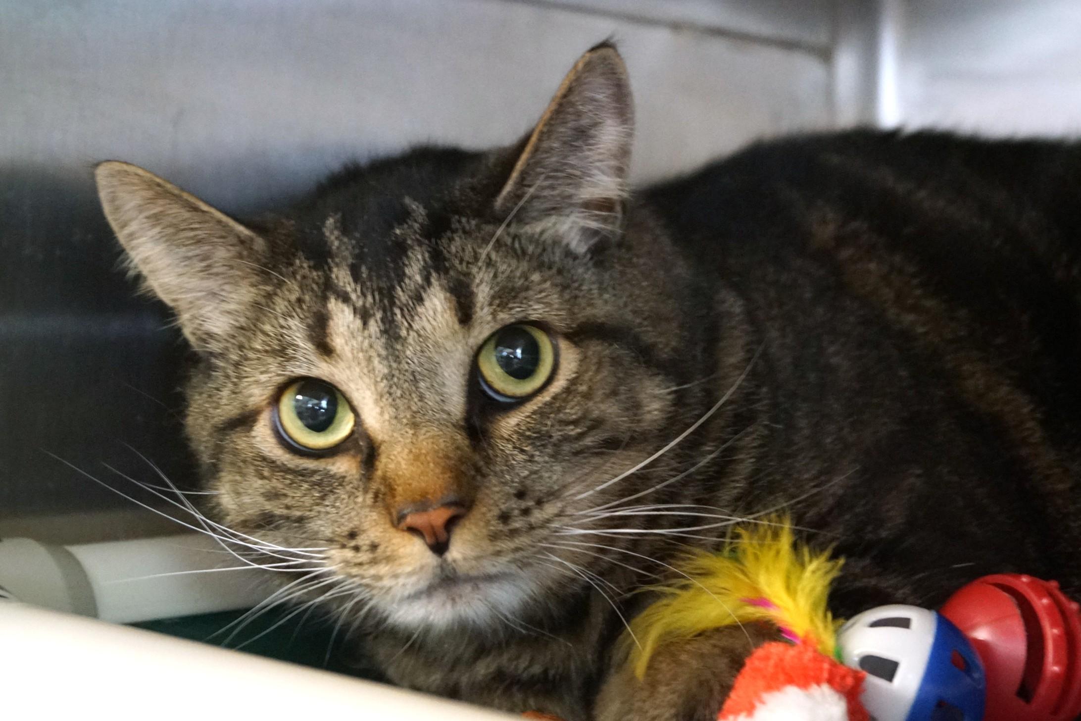 Enlarge Clyde, an adopted Tabby in New Milford, CT image 3/5