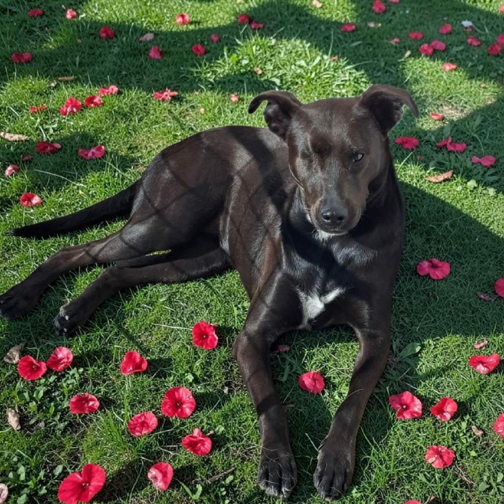 Maya, Adoptable, Senior Female Black Labrador Retriever & None.