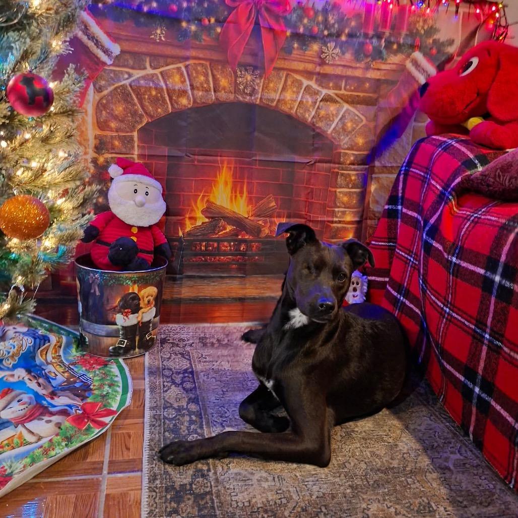 Maya, a Adoptable Black Labrador Retriever in San Diego, CA image 2/6
