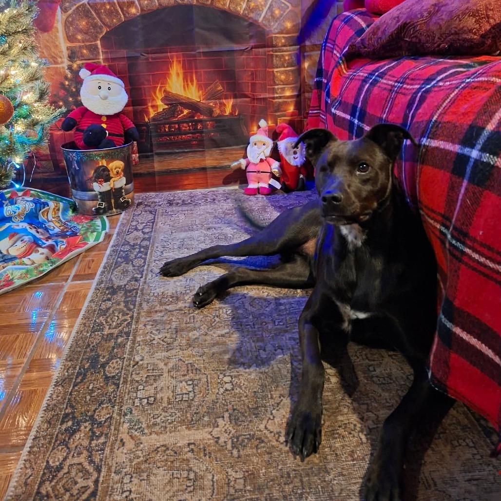 Maya, a Adoptable Black Labrador Retriever in San Diego, CA image 3/6