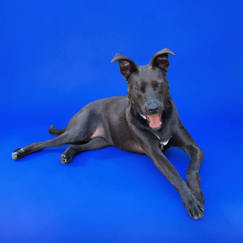 Enlarge Maya, a Adoptable Black Labrador Retriever in San Diego, CA image 3/6