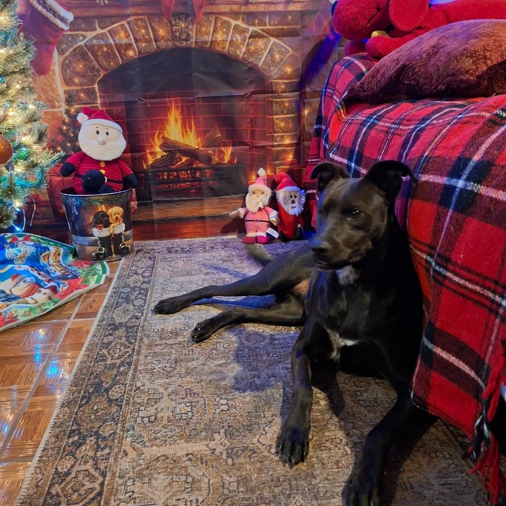 Maya, a Adoptable Black Labrador Retriever in San Diego, CA image 4/6