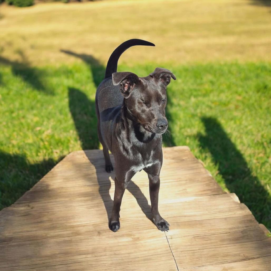Maya, a Adoptable Black Labrador Retriever in San Diego, CA image 5/6