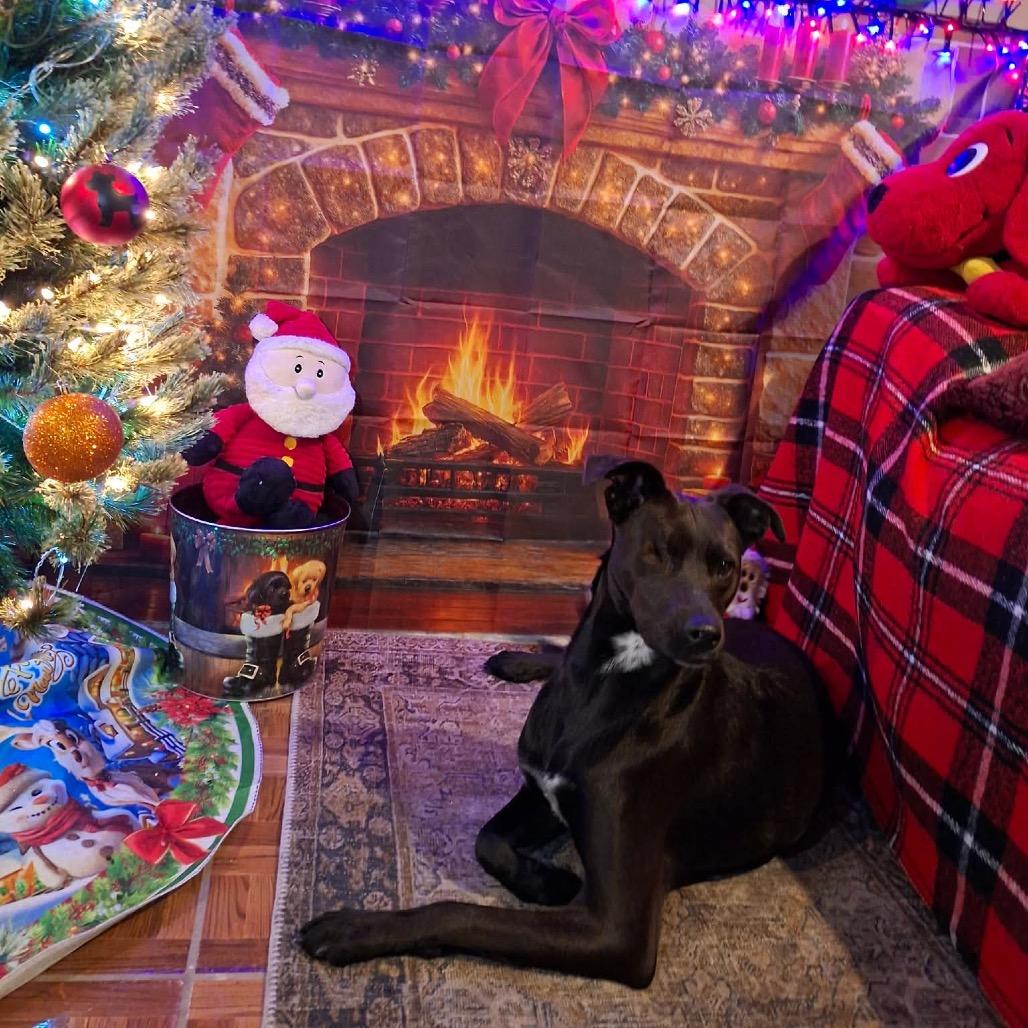 Maya, a Adoptable Black Labrador Retriever in San Diego, CA image 6/6
