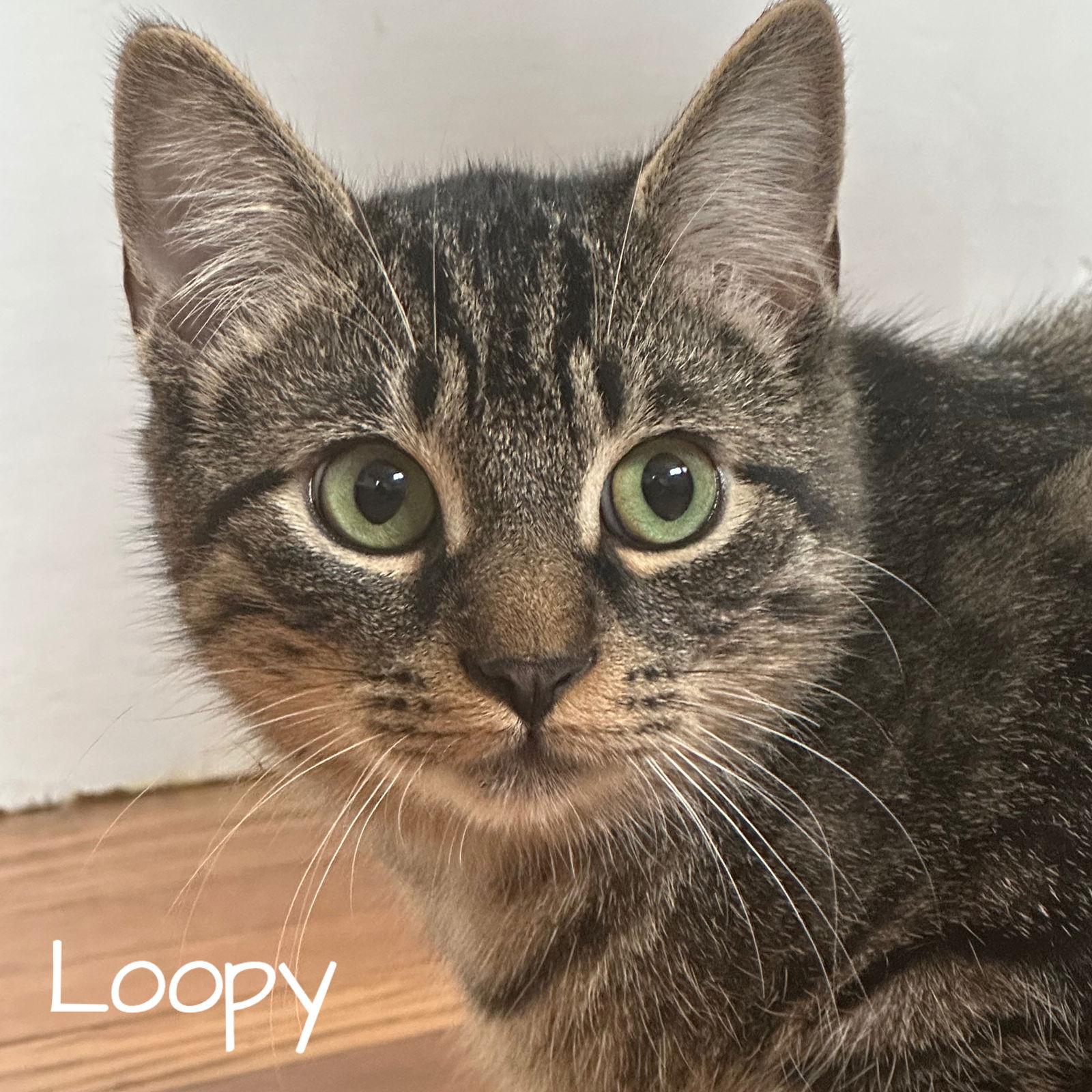 Loopy, Adoptable, Young Male Domestic Short Hair.