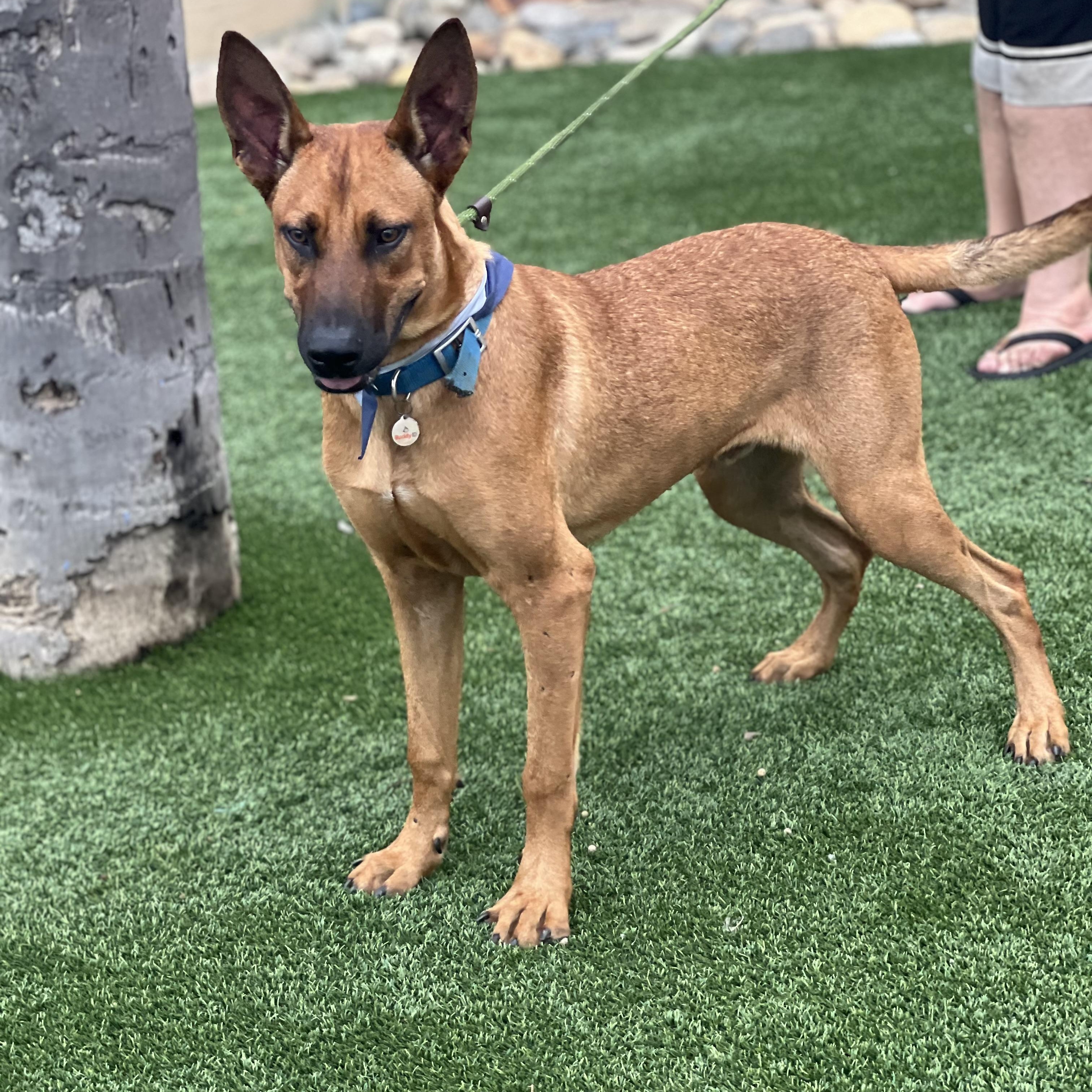 Enlarge Biggie~ playful and intelligent, an adopted mixed breed in Wilsonville, OR image 3/6