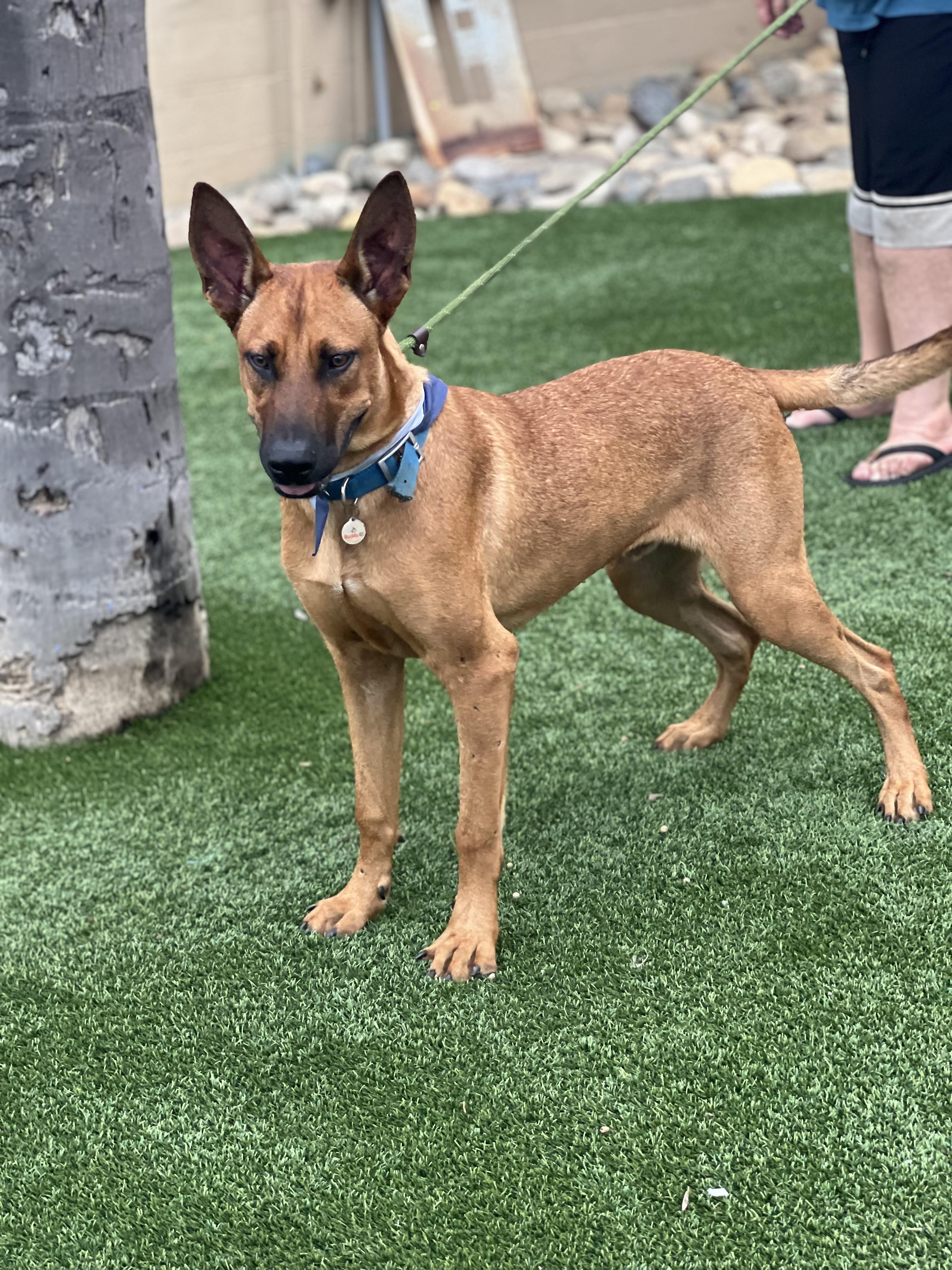 Enlarge Biggie~ playful and intelligent, a Adoptable mixed breed in Wilsonville, OR image 7/11