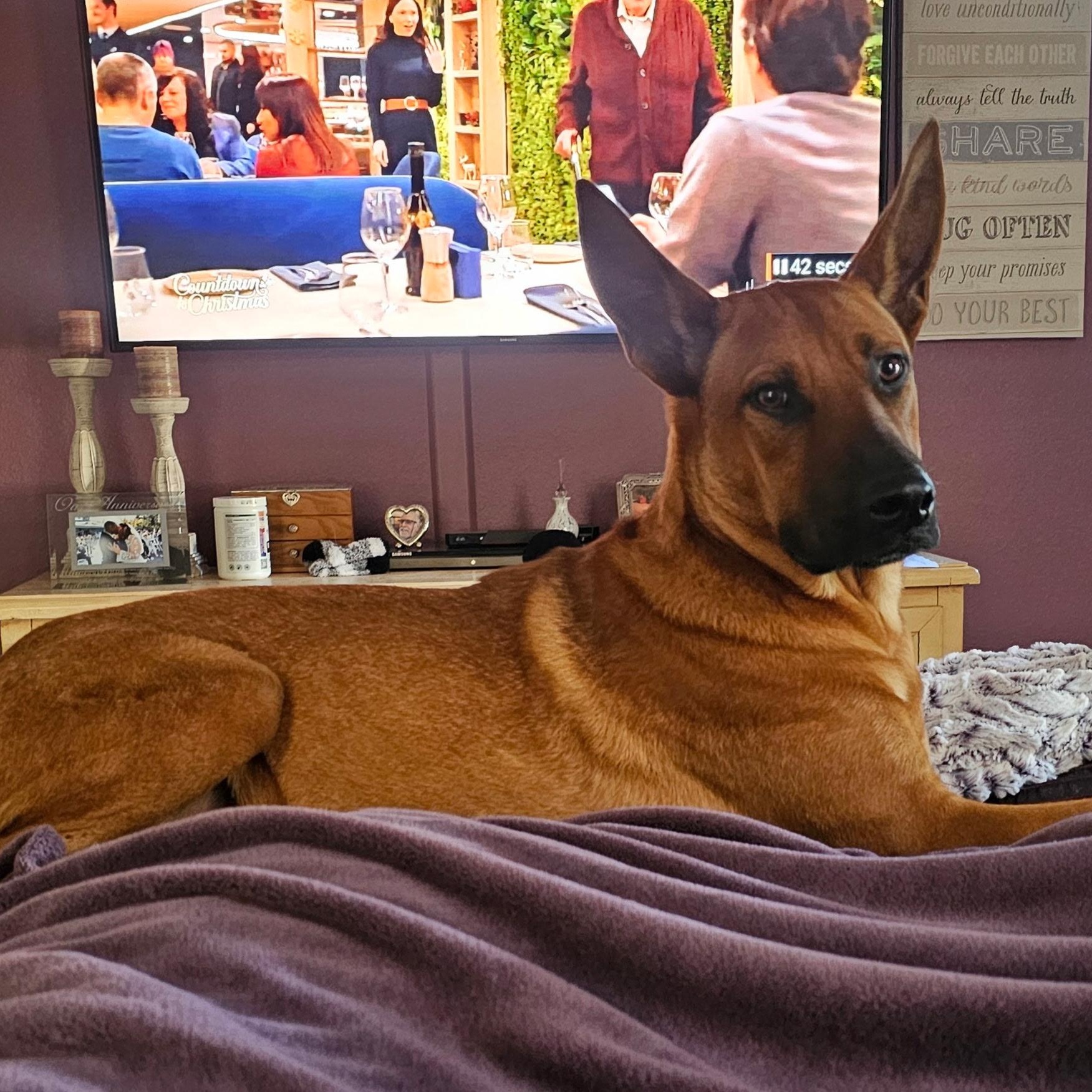 Enlarge Biggie~ playful and intelligent, an adopted mixed breed in Wilsonville, OR image 5/6