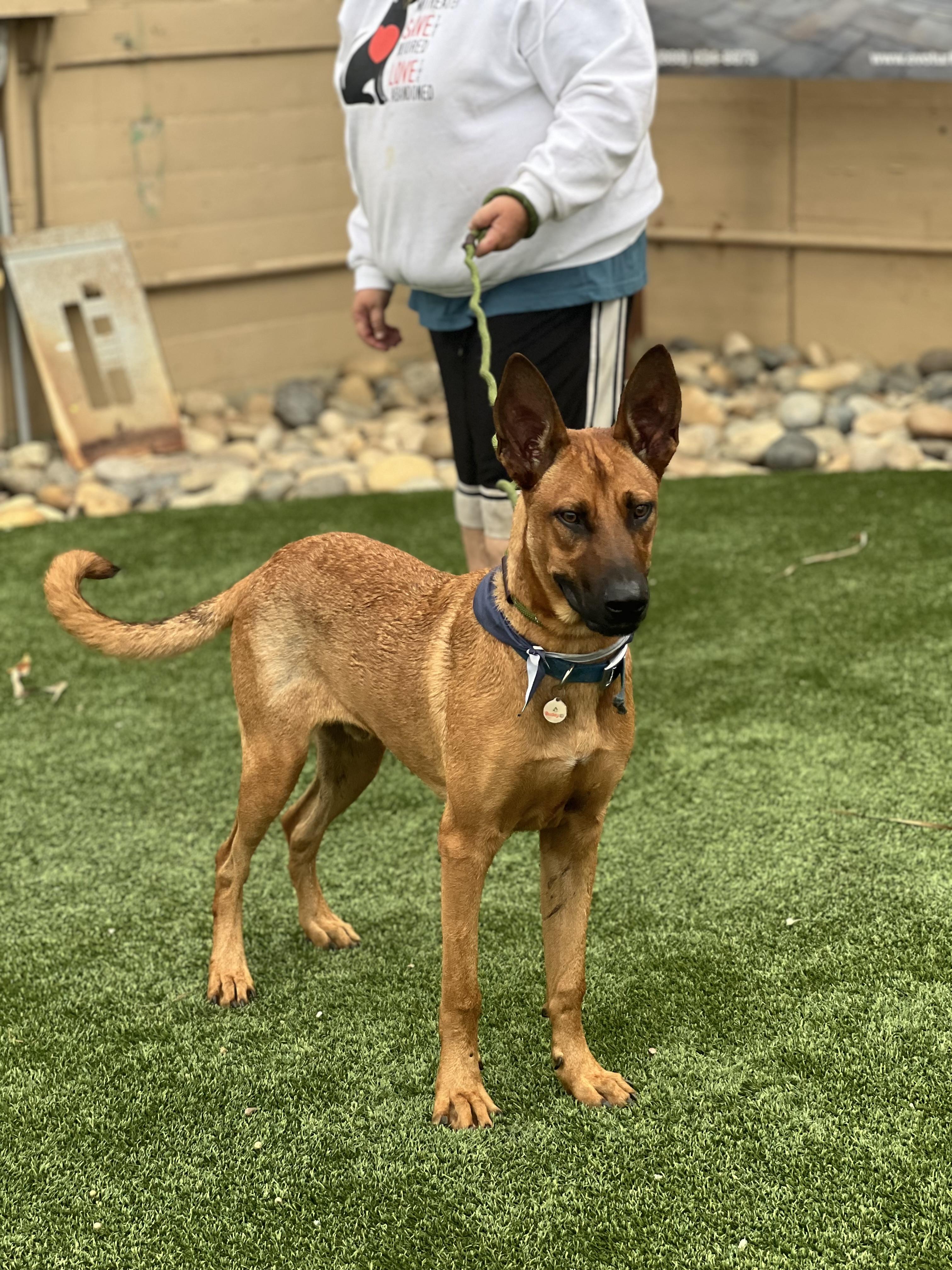 Enlarge Biggie~ playful and intelligent, a Adoptable mixed breed in Wilsonville, OR image 9/11