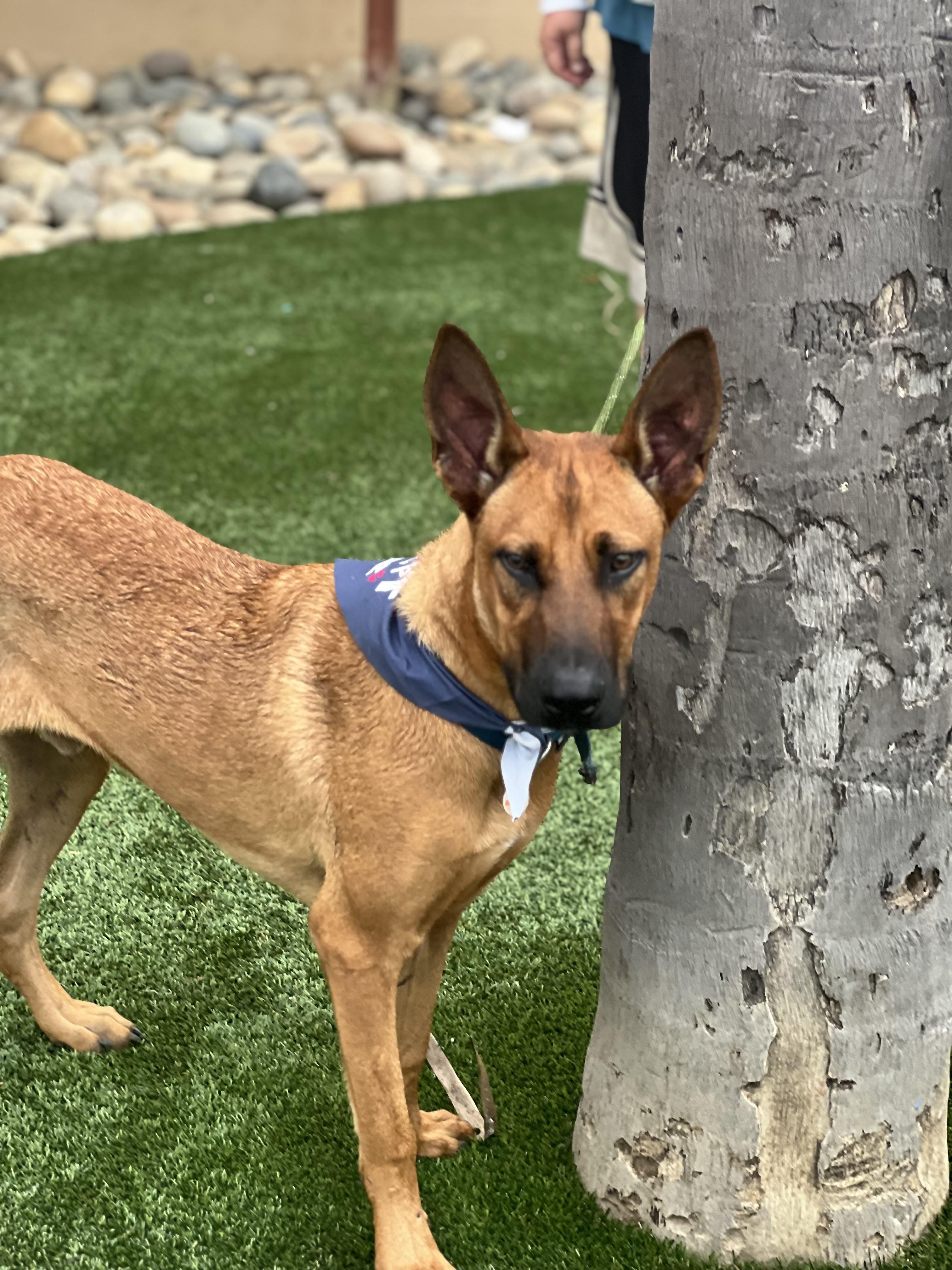 Enlarge Biggie~ playful and intelligent, a Adoptable mixed breed in Wilsonville, OR image 10/11