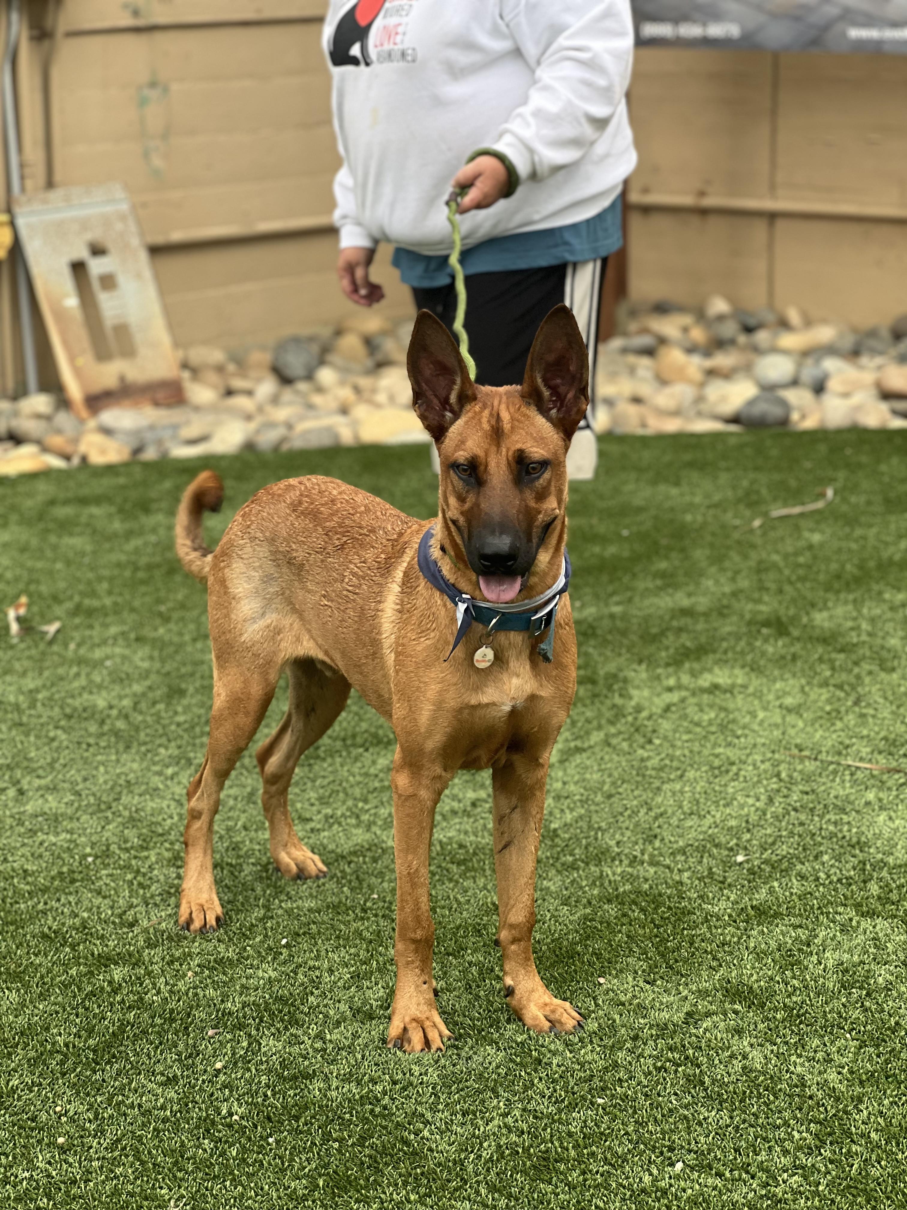 Biggie~ playful and intelligent, Adoptable, Young Male German Shepherd Dog & Belgian Shepherd / Malinois.