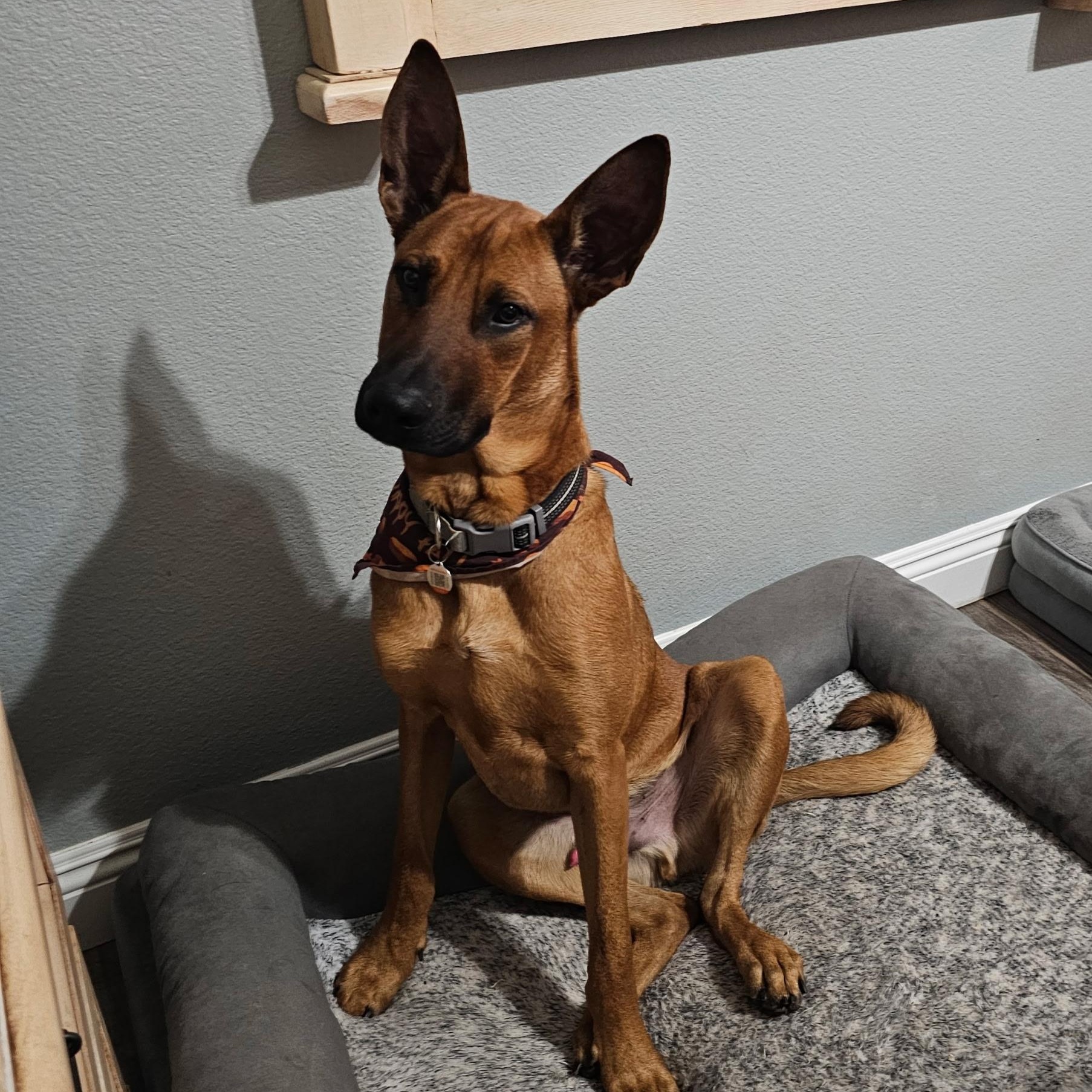 Enlarge Biggie~ playful and intelligent, an adopted mixed breed in Wilsonville, OR image 2/6