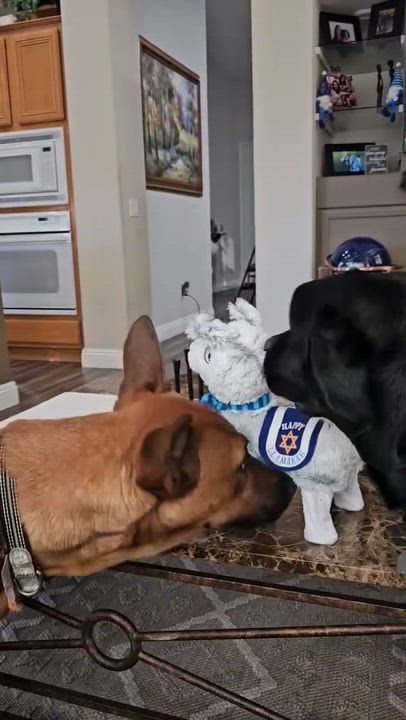 Enlarge Biggie~ playful and intelligent, an adopted mixed breed in Wilsonville, OR video 6/6