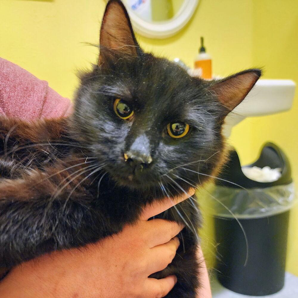 Enlarge Millie, a Adoptable Domestic Long Hair in Albuquerque, NM image 1/1