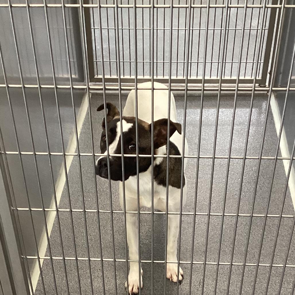 Enlarge Margo, a Adoptable mixed breed in Montgomery, AL image 1/2