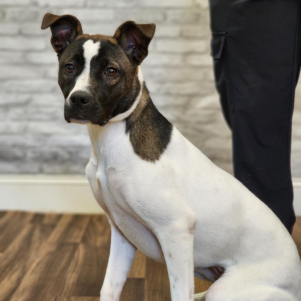 Enlarge Margo, a Adoptable mixed breed in Montgomery, AL image 2/2