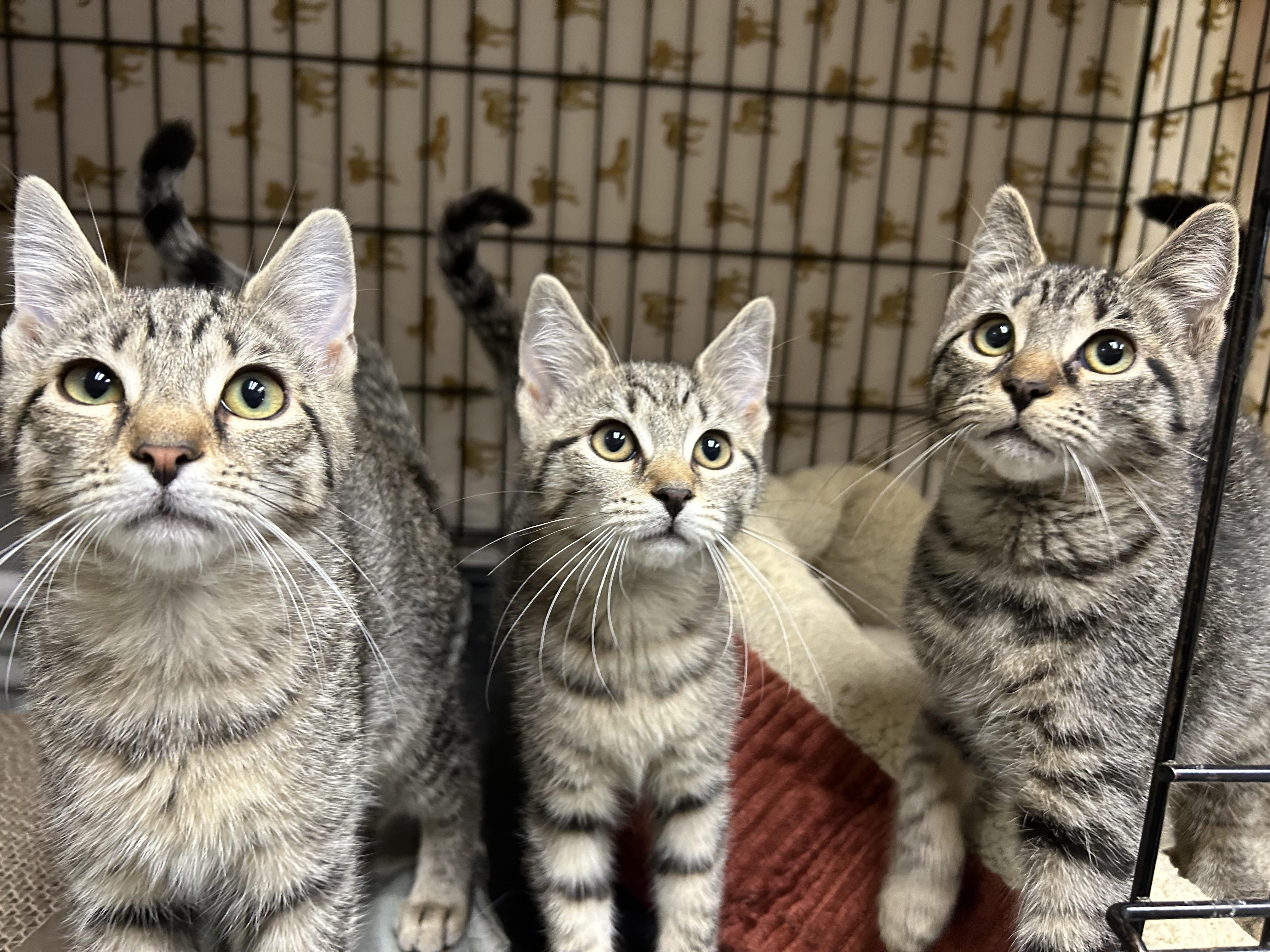 Enlarge Amelia, Ava and Amara, a ADOPTABLE Domestic Short Hair in Cape May, NJ image 1/1