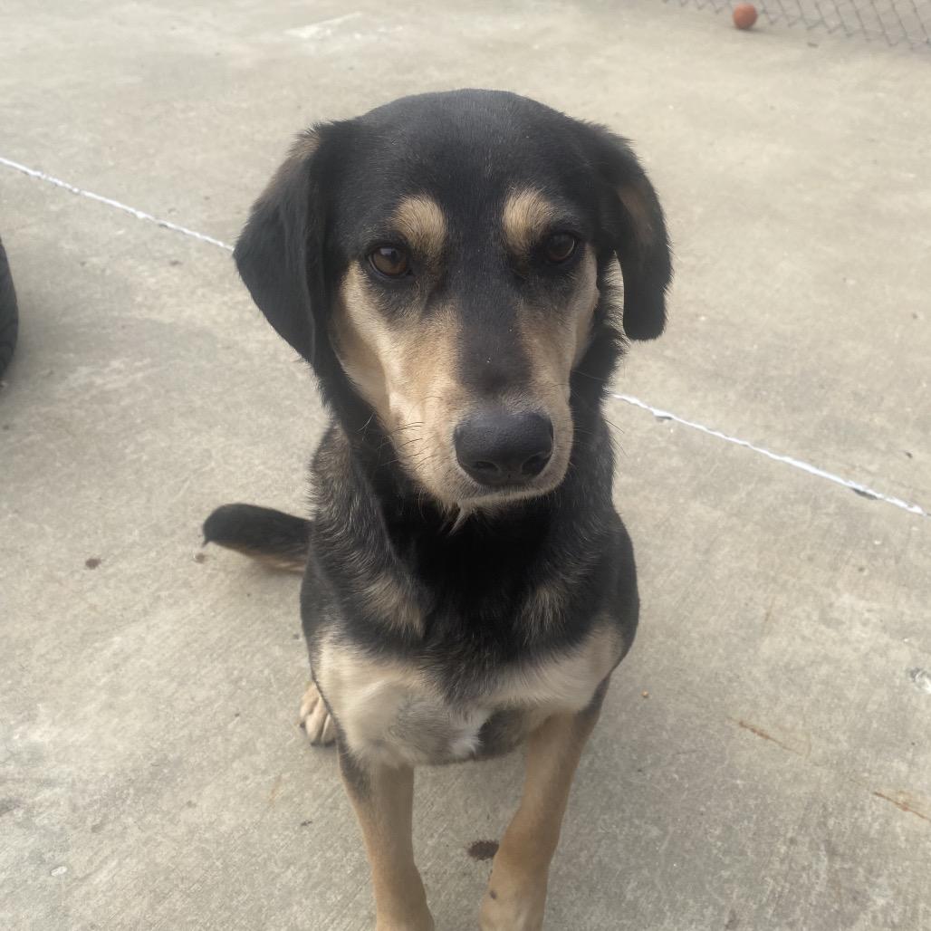 Mindy, Adoptable, Adult Female Hound.