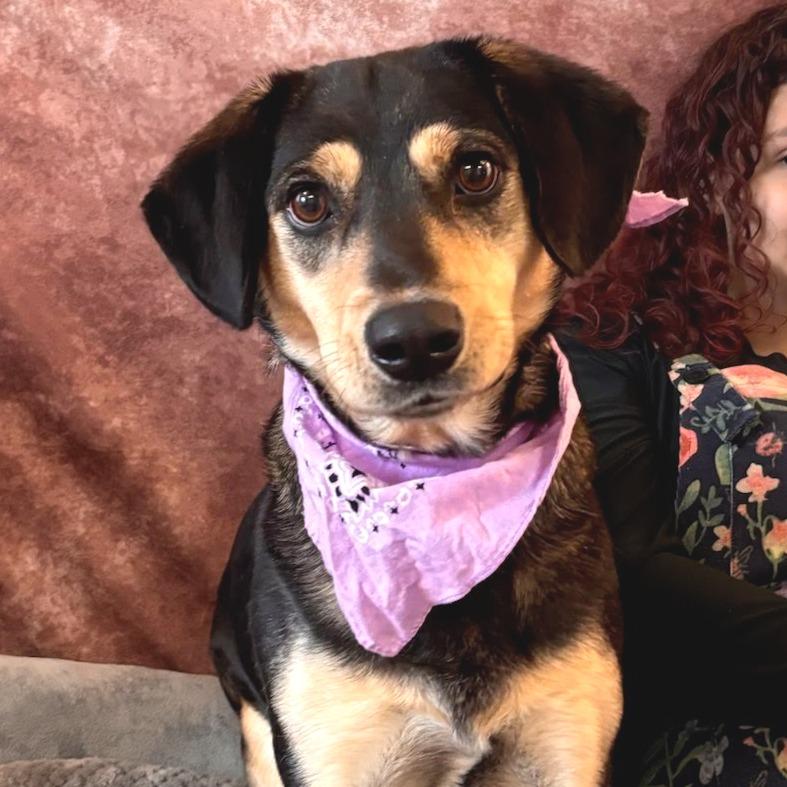 Enlarge Mindy, a Adoptable Hound in Belleville, IL image 2/3