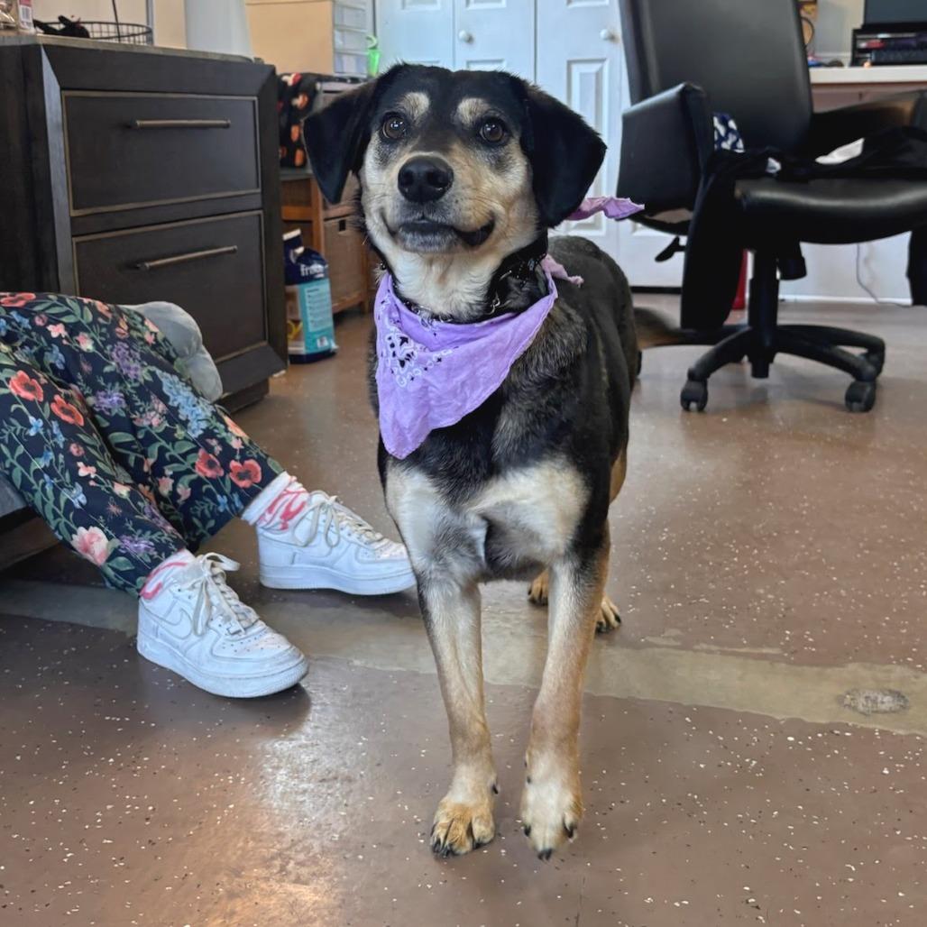 Enlarge Mindy, a Adoptable Hound in Belleville, IL image 3/3