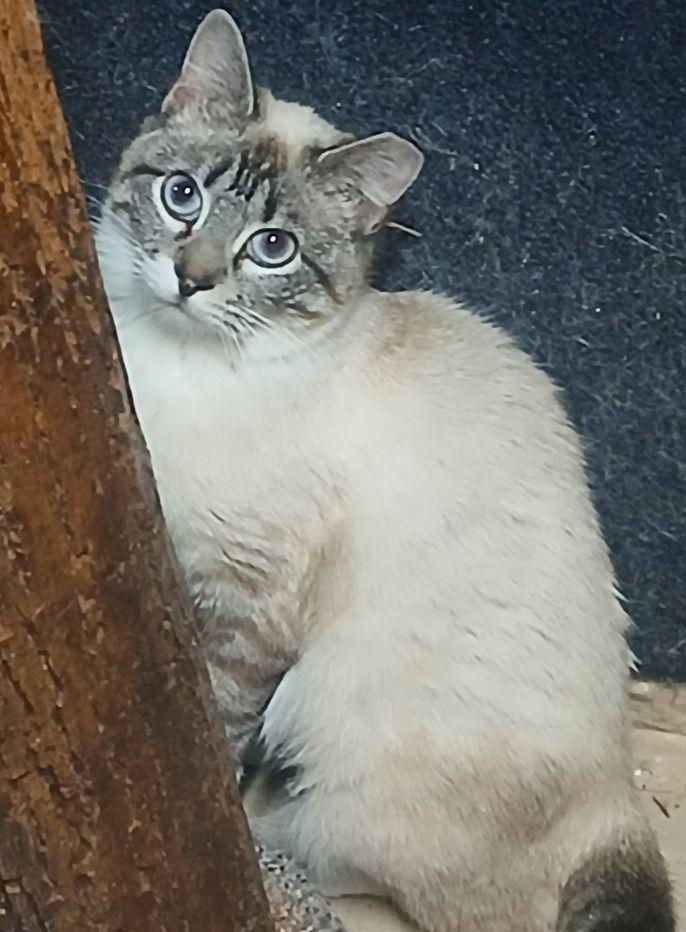 321398846, ADOPTABLE, Adult Female Siamese.