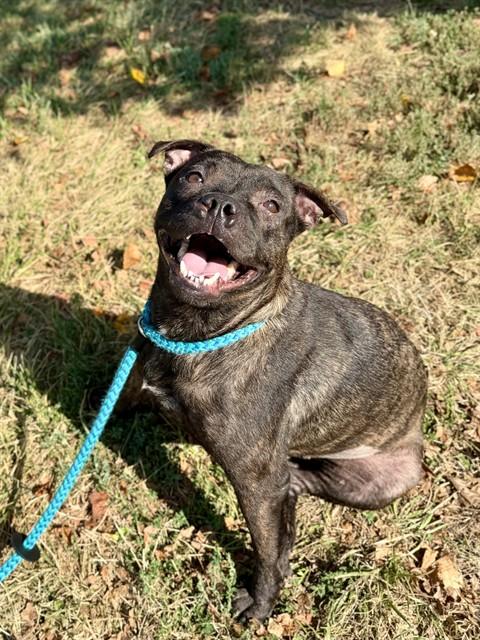 CHANEL, Adoptable, Adult Female Staffordshire Bull Terrier & English Bulldog.