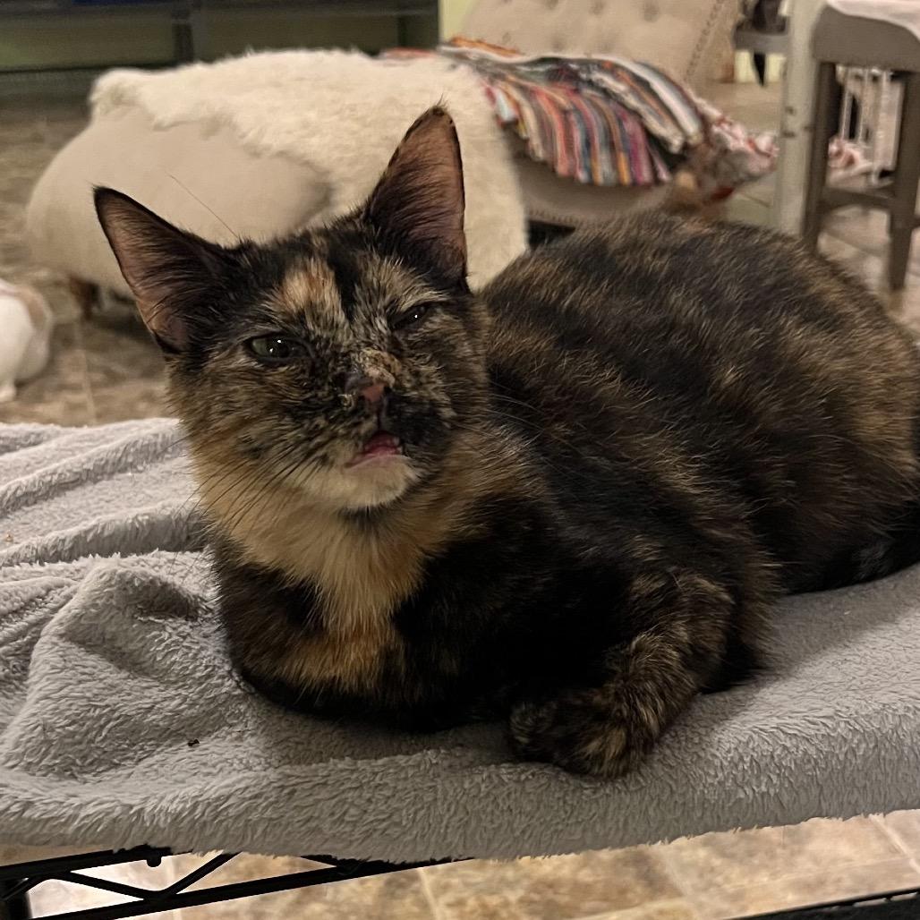 Aura, Adoptable, Adult Female Domestic Short Hair.