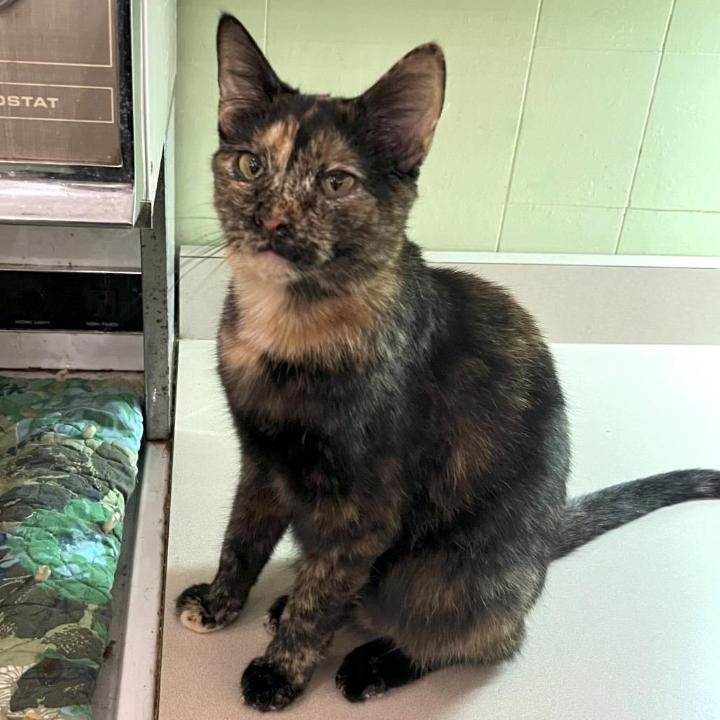 Enlarge Aura, a Adoptable Domestic Short Hair in Bloomington, IN image 1/1