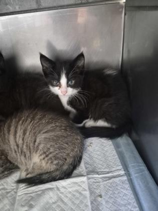 Enlarge CranberryBean, a Adoptable mixed breed in Simcoe, ON image 1/1