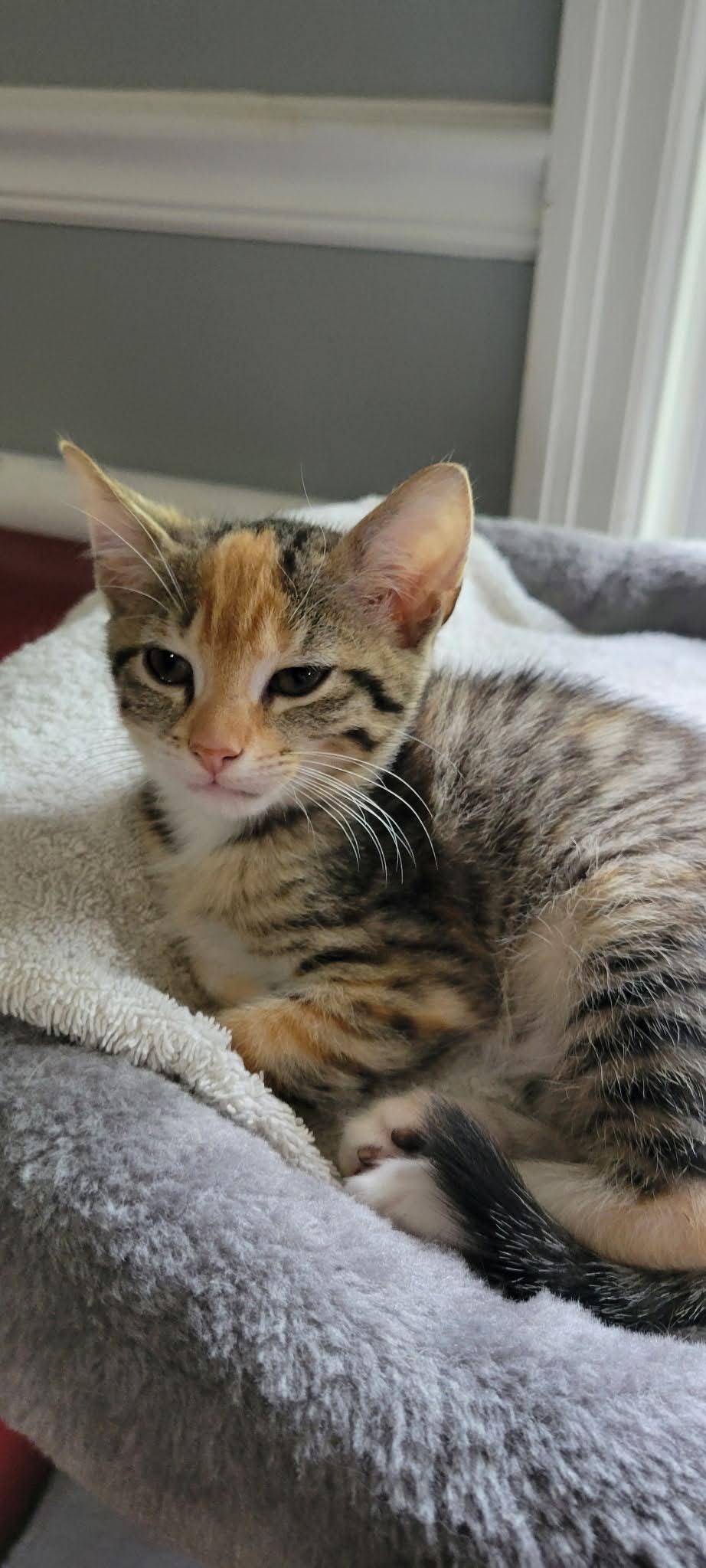 Celeste, Adoptable, Kitten Female American Shorthair.