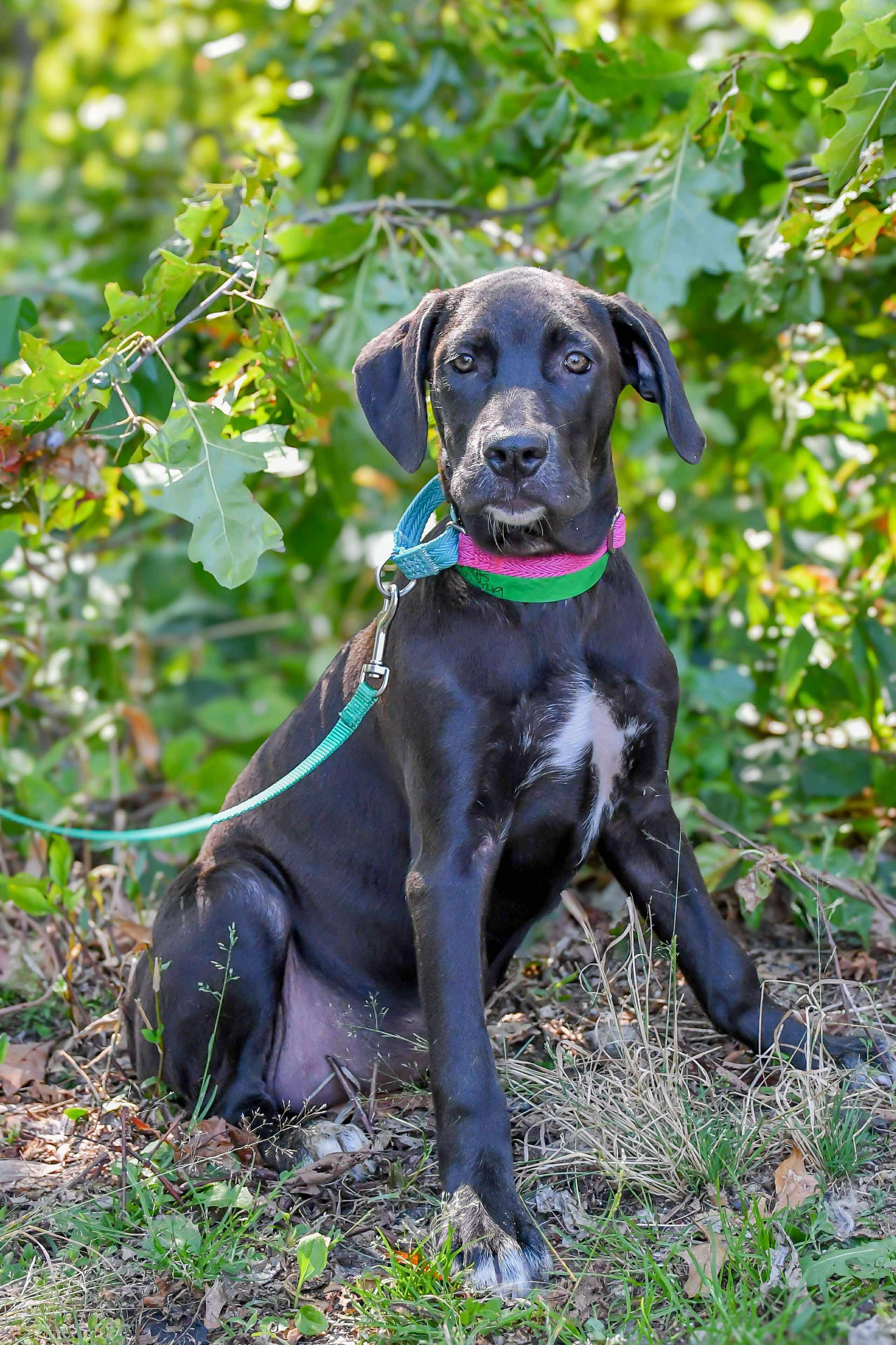 ($300 Adoption Fee)Plum in NH! Come Meet our Adoptable Dogs Wednesday-Saturday. More info in Bio!