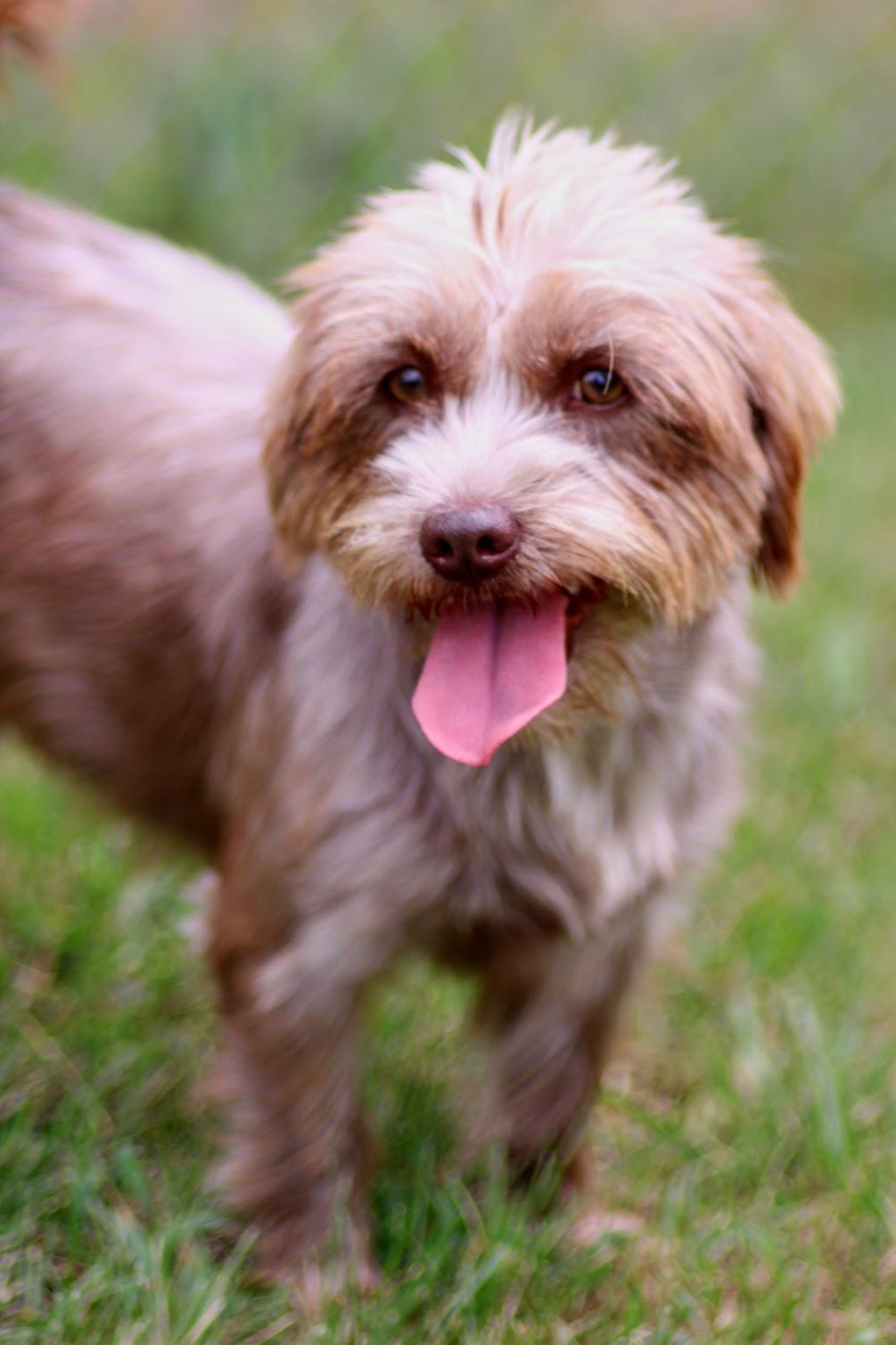 Enlarge Etta, an adopted Shih Tzu in Battle Creek, MI image 1/2