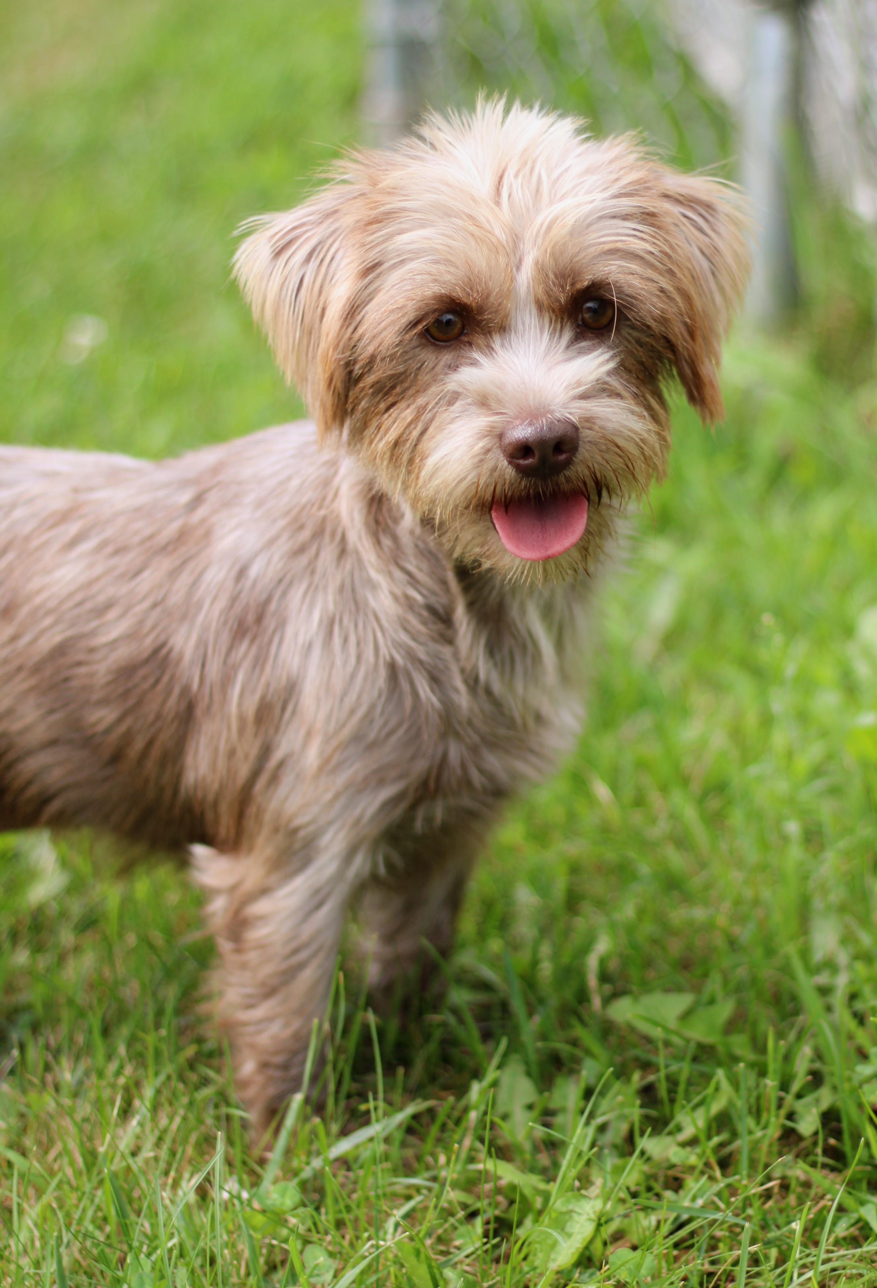 Enlarge Etta, an adopted Shih Tzu in Battle Creek, MI image 2/2