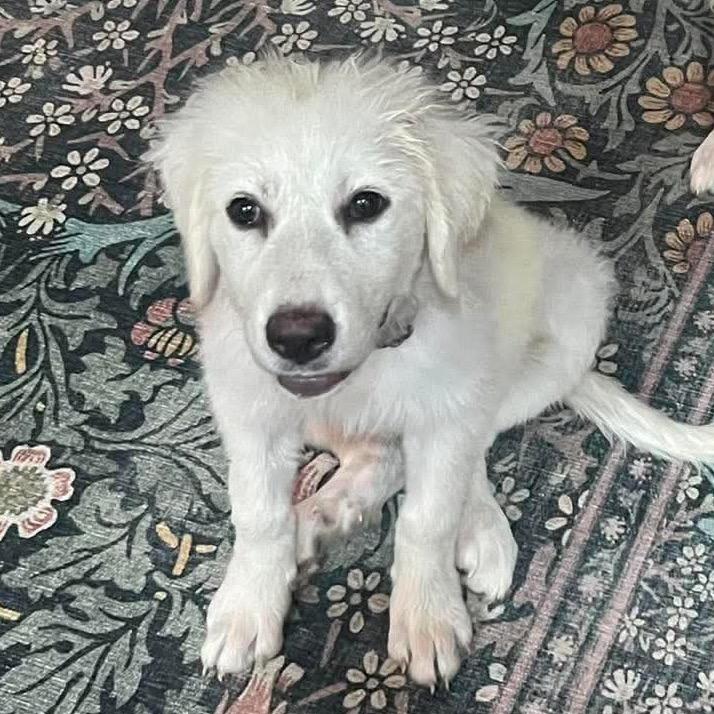Enlarge Daxia, a Adopted Great Pyrenees in St. Clair, MO image 2/3