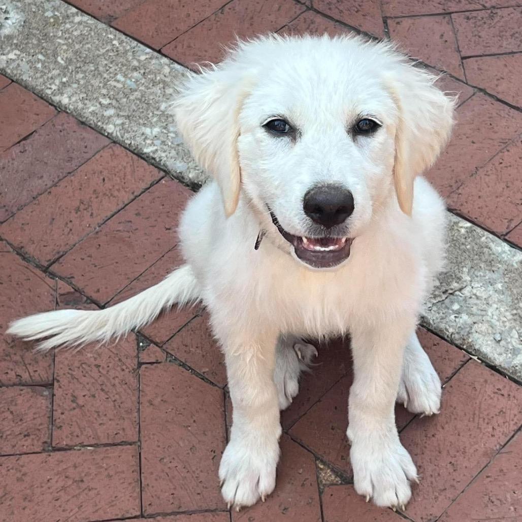 Enlarge Daxia, a Adopted Great Pyrenees in St. Clair, MO image 3/3