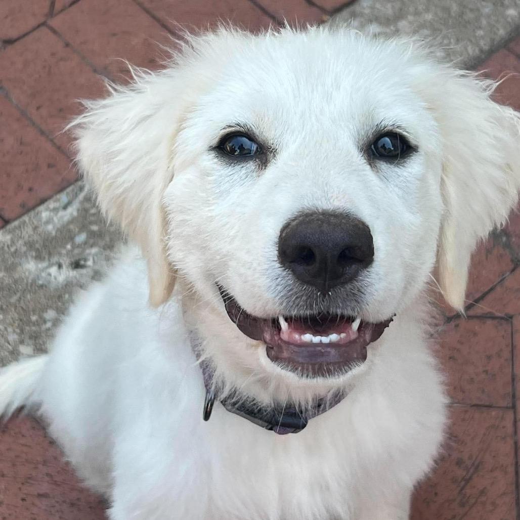 Enlarge Daxia, a Adopted Great Pyrenees in St. Clair, MO image 1/3