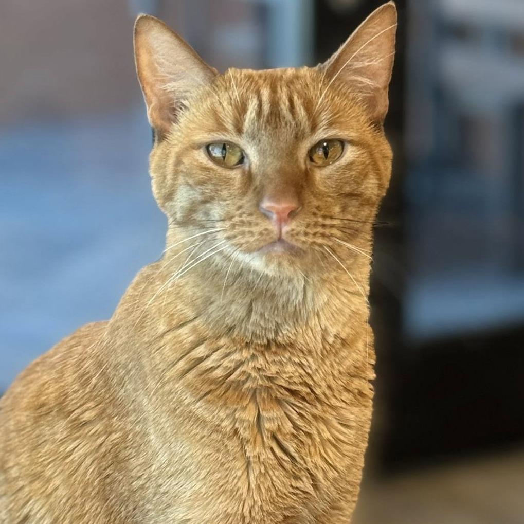 Silly Me, Adoptable, Adult Male Domestic Short Hair.