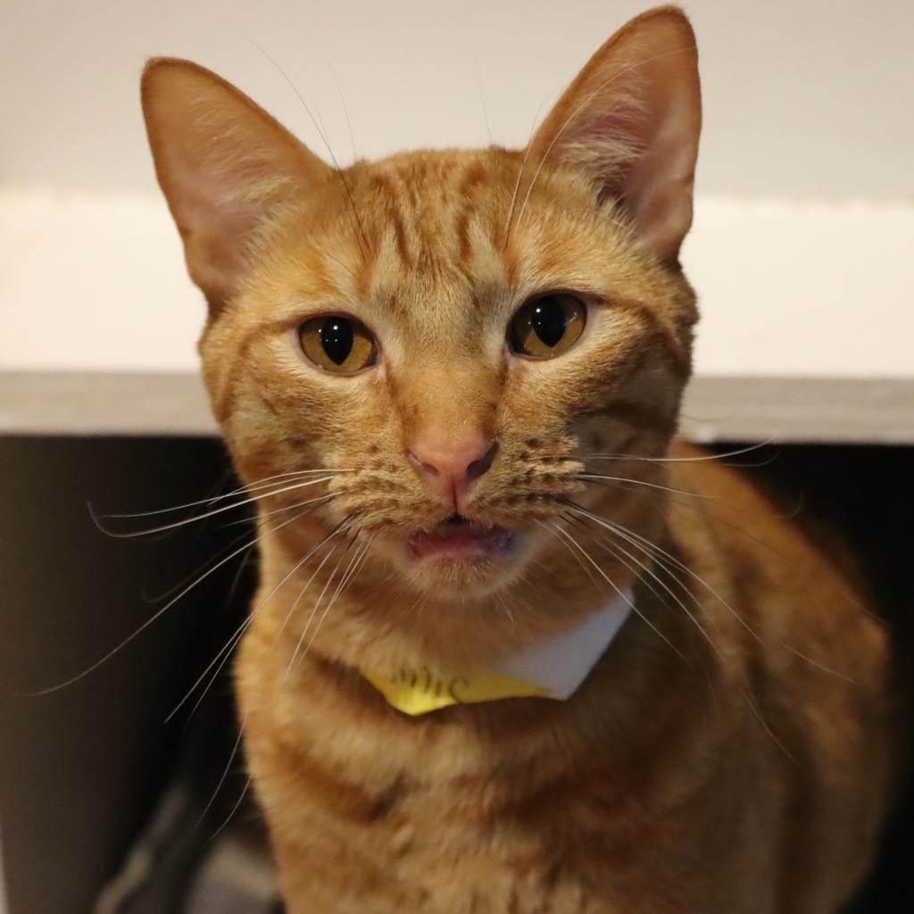 Silly Me, Adoptable, Adult Male Domestic Short Hair.
