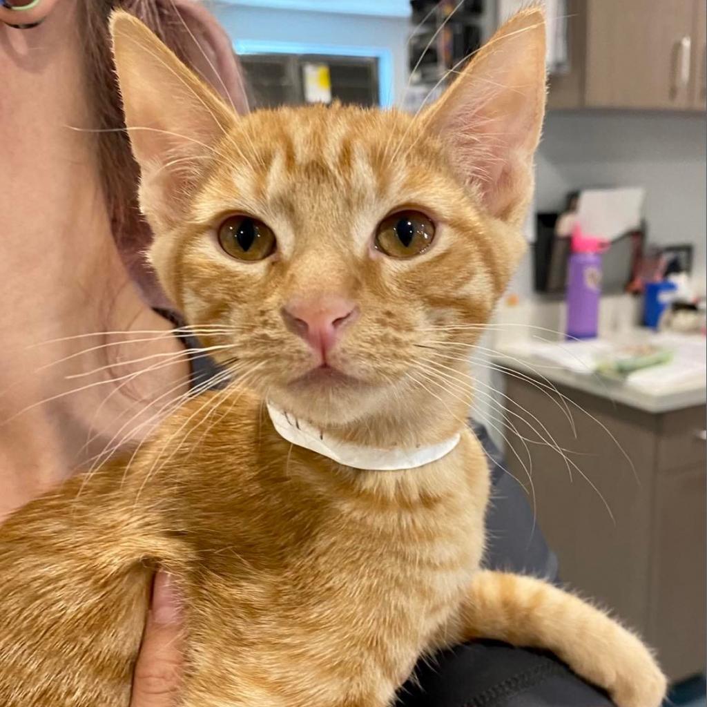 Enlarge Silly Me, a Adoptable Domestic Short Hair in Tucson, AZ image 2/3