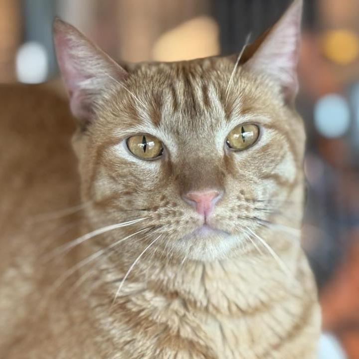 Enlarge Silly Me, a Adoptable Domestic Short Hair in Tucson, AZ image 4/6