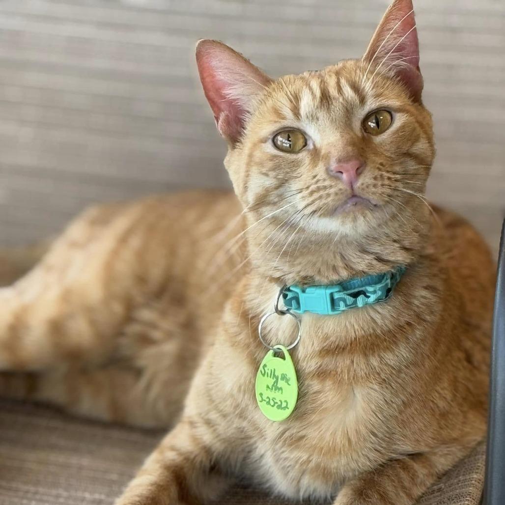 Enlarge Silly Me, a Adoptable Domestic Short Hair in Tucson, AZ image 3/3