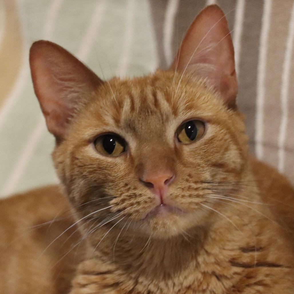 Enlarge Silly Me, a Adoptable Domestic Short Hair in Tucson, AZ image 6/6