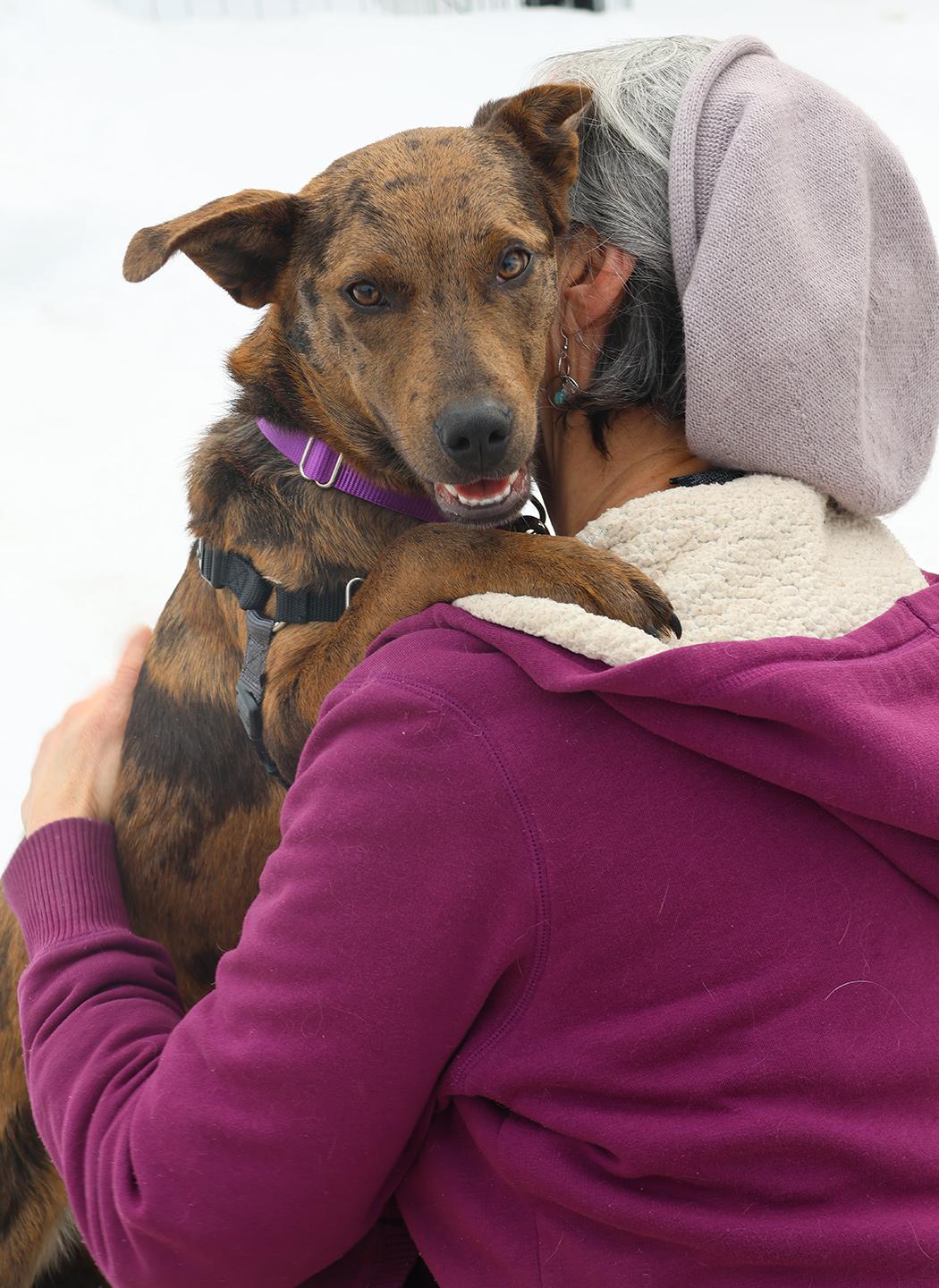 Hannah Banana, an adopted Catahoula Leopard Dog in Harrison, NY image 3/6