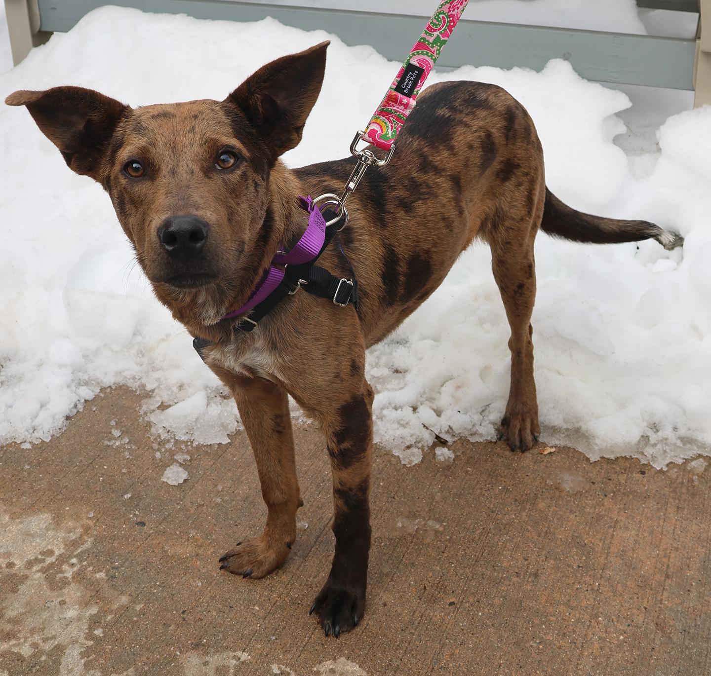 Hannah Banana, an adopted Catahoula Leopard Dog in Harrison, NY image 1/6