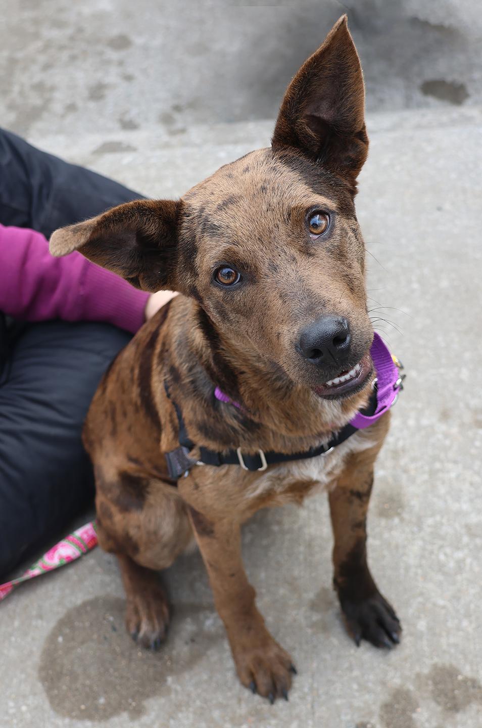 Hannah Banana, an adopted Catahoula Leopard Dog in Harrison, NY image 6/6
