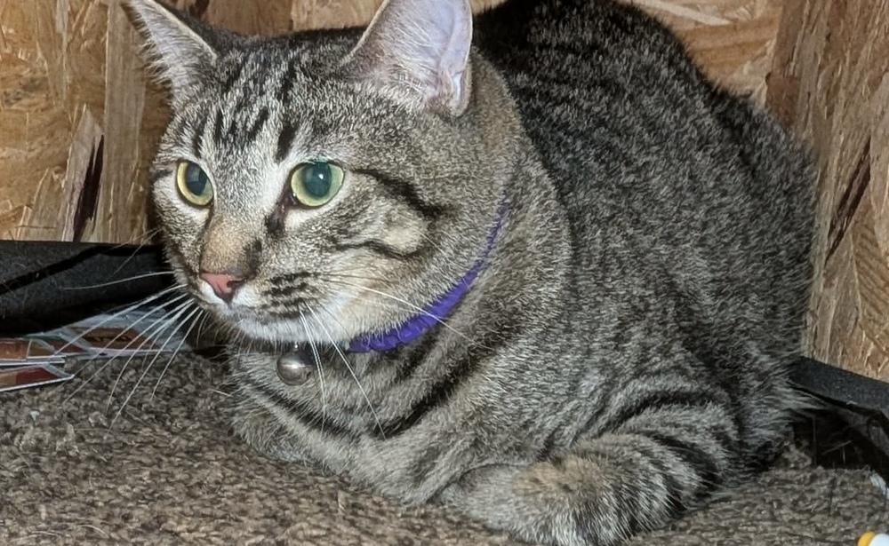 Enlarge Badger, a Adoptable Domestic Short Hair in Emporia, KS image 3/4