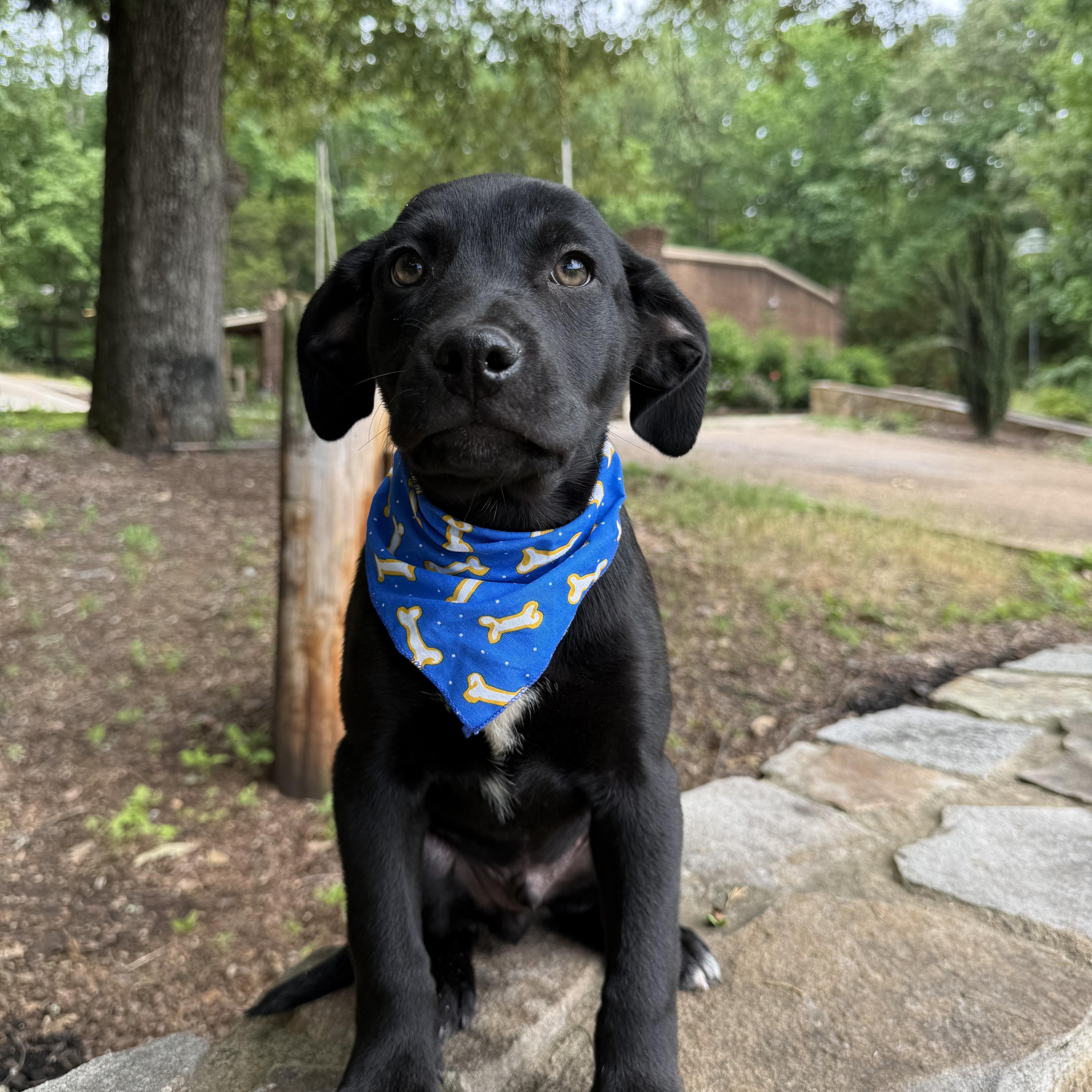 Landen, a Adoptable mixed breed in Newfoundland, NJ image 3/5